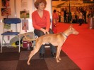 Lorenzo at Discover Dogs 2006
