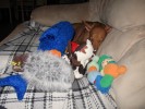 Covered in toys - October 2008